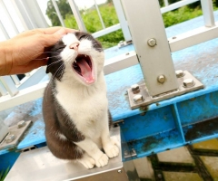 ネコ写真