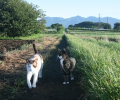ネコ写真