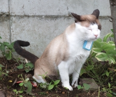 ネコ写真