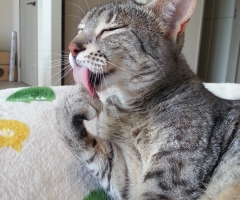 ネコ写真