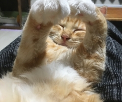 ネコ写真