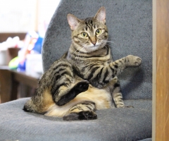 ネコ写真