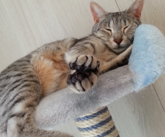 ネコ写真