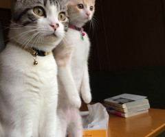 ネコ写真