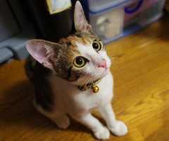 ネコ写真