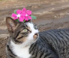 ネコ写真