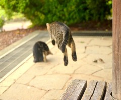 猫写真