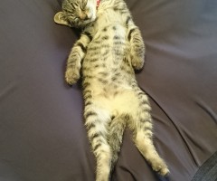 猫写真