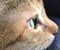 ネコ写真