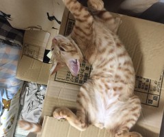 ネコ写真