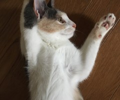 ネコ写真