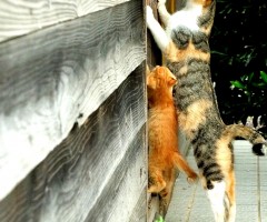 ネコ写真