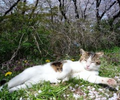 ネコ写真