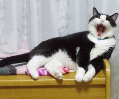 ネコ写真