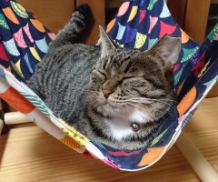 ネコ写真