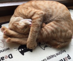 ネコ写真