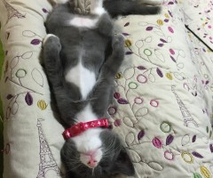 ネコ写真