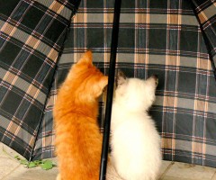ネコ写真
