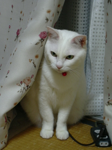 我が家の白い猫 かわいい猫写真 猫画像の投稿サイト ネコジルシ