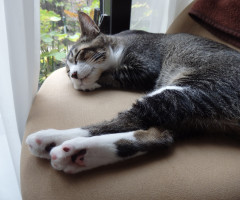 ネコ写真