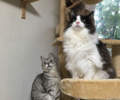 ネコ写真
