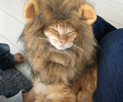 ネコ写真