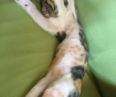 ネコ写真