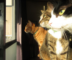 ネコ写真