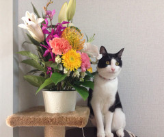 ネコ写真
