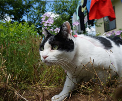 ネコ写真