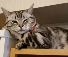 ネコ写真