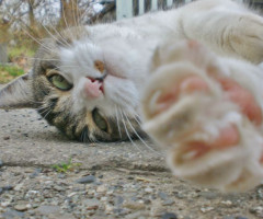 ネコ写真