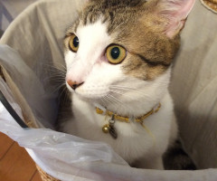 ネコ写真