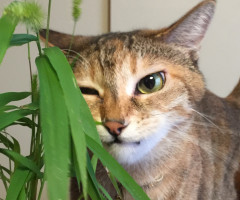 ネコ写真