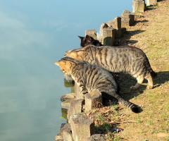 ネコ写真