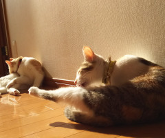 ネコ写真