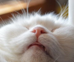 ネコ写真