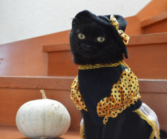 ネコ写真