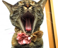 ネコ写真