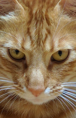 待ち受け画面 かわいい猫写真 猫画像の投稿サイト ネコジルシ