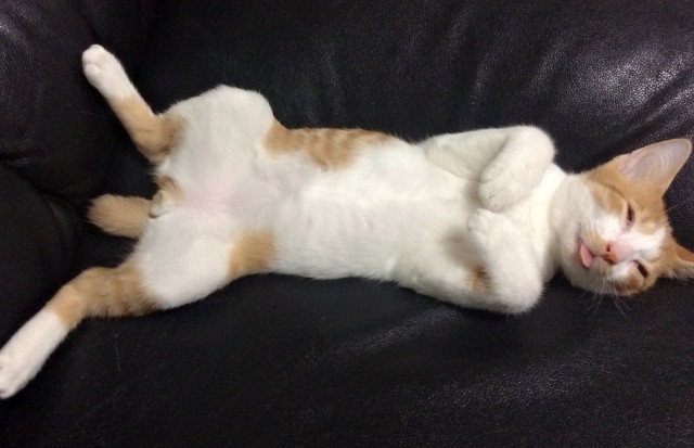 アホ面ちゃん かわいい猫写真 猫画像の投稿サイト ネコジルシ アホ面ちゃん かわいい猫写真 猫画像の投稿サイト ネコジルシ