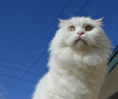 ネコ写真