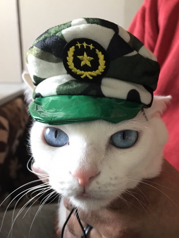 被り物 かわいい猫写真 猫画像の投稿サイト ネコジルシ