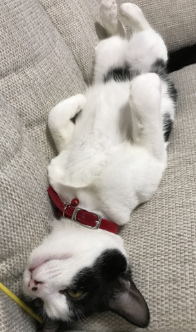 きょうつけ かわいい猫写真 猫画像の投稿サイト ネコジルシ