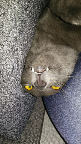 カワウソ猫😺 - かわいい猫写真u0026猫画像の投稿サイト - ネコジルシ