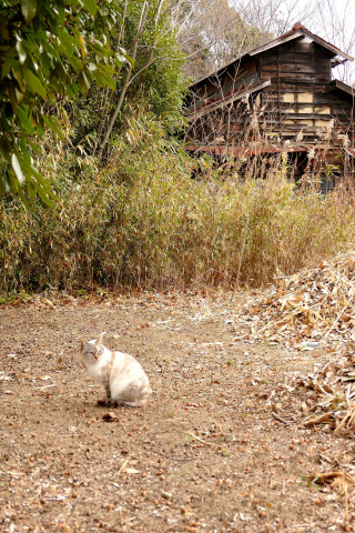 田舎猫 かわいい猫写真 猫画像の投稿サイト ネコジルシ