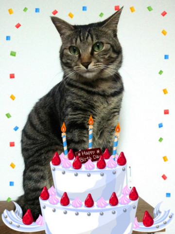 すず お誕生日おめでとう かわいい猫写真 猫画像の投稿サイト ネコジルシ