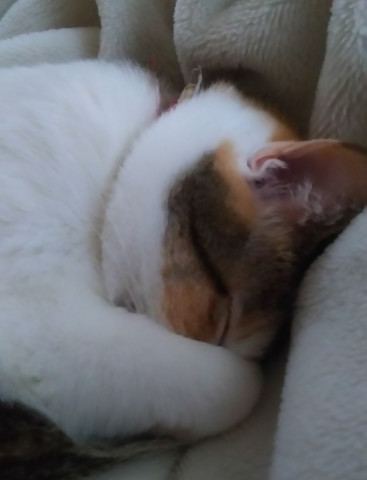 えー撮ったの お嫁に行けない かわいい猫写真 猫画像の投稿サイト ネコジルシ