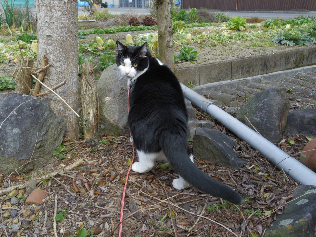 お尻マニア かわいい猫写真 猫画像の投稿サイト ネコジルシ