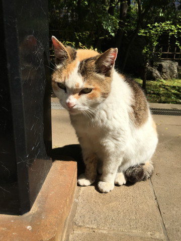 愛宕神社にて 猫ちゃんのお出迎え かわいい猫写真 猫画像の投稿サイト ネコジルシ